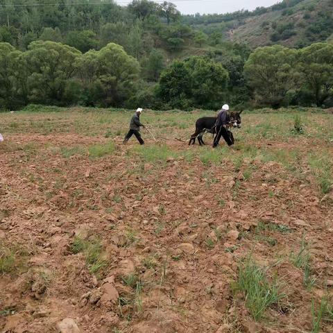 【吴起县第二幼儿园】中三班走进种植园区 体验黄土风情