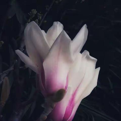 春花冬放迎新春