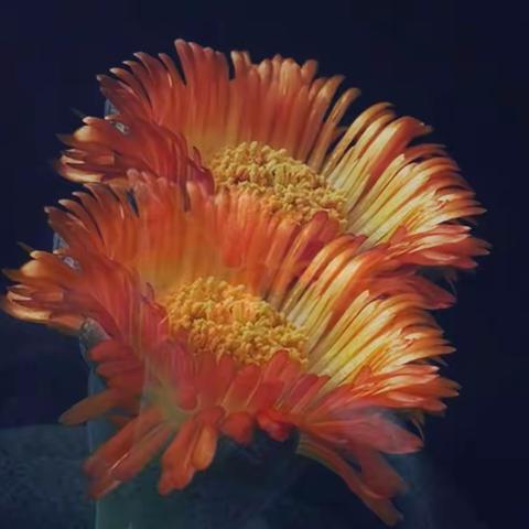 帝玉开花金灿灿