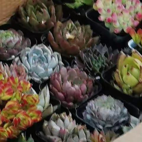 稀罕一分钱一盆的多肉