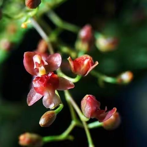 春石斛 文心兰 花开迎新年