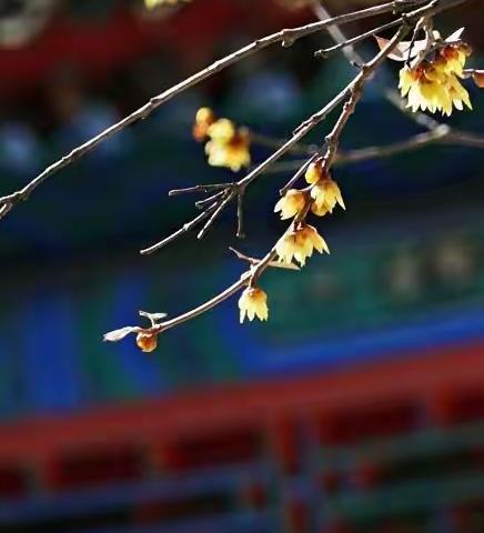 大观园蜡梅缀满枝头