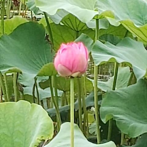 君子之花——荷花——我在常州市荷园赏花