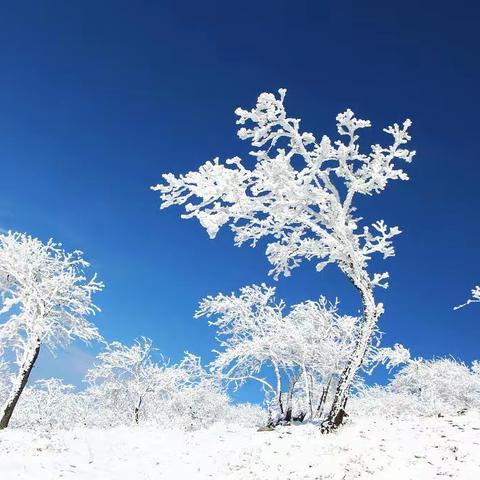 秦岭·华阳草甸·雾凇