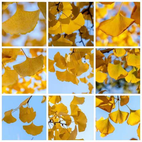 《初冬.银杏叶》