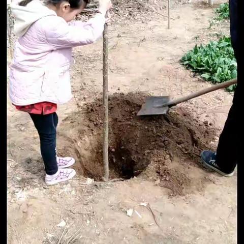 我为家园添新绿——辛集小学“学雷锋活动月”系列活动四“植树节”主题实践活动