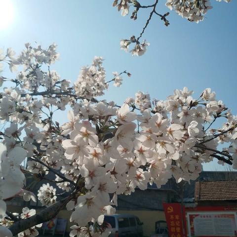 阳光和暖，百花竞开，你我相约春日校园——辛集镇中心小学新冠肺炎疫情防护行动纪实