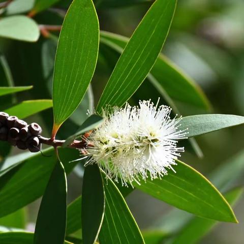 白千层花   （2022.08 香港鲤景道路旁）