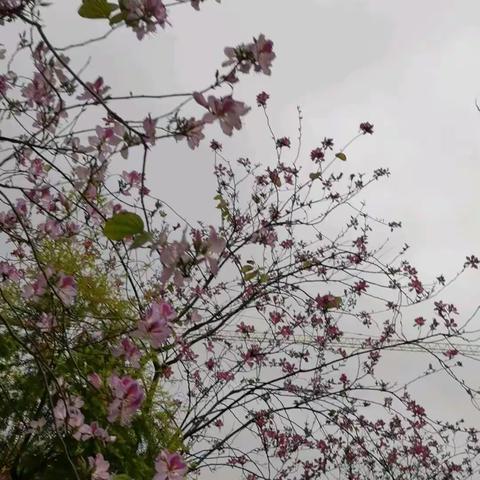 春暖花开时，万物复苏的季节