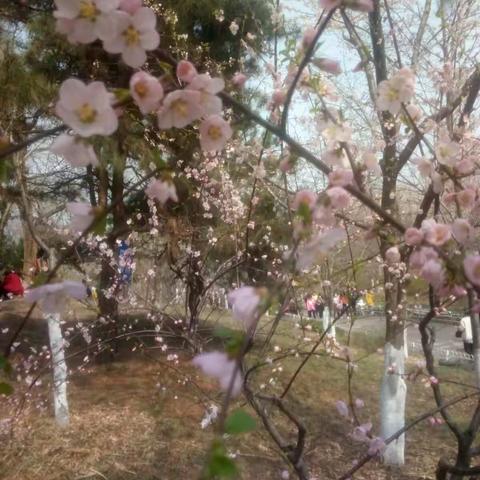 玉渊潭浪漫赏花之旅