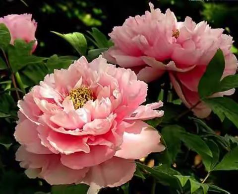 洛阳高山牡丹一日游