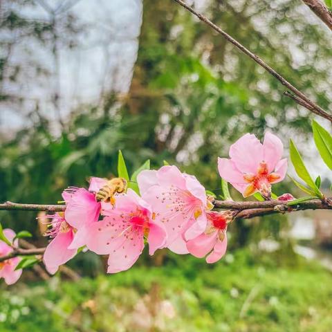 早春三月，绿意萌动