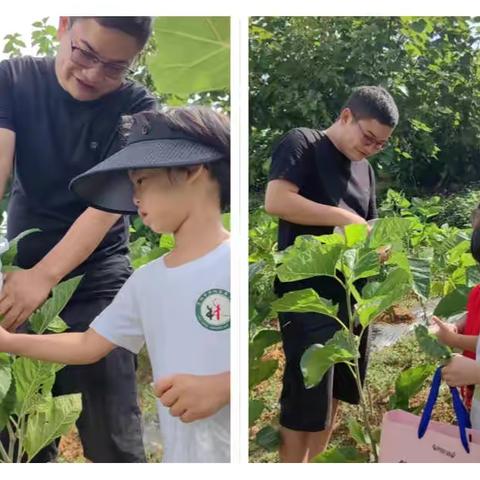 林城苗苗幼儿园农科主题活动﻿——《采桑养蚕》