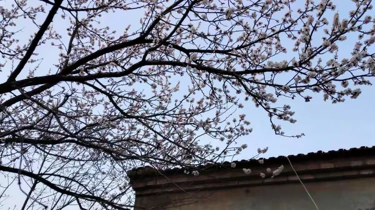 紫玉兰树价格多少