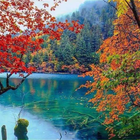 乐学善思 共同成长 ——肥乡镇中心校三年级语文网络教研