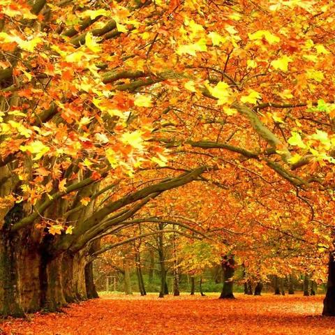 魅力绽放 收获成长——肥乡镇中心校优质课评比(三)