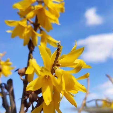 离校不离教 携手同成长---肥乡镇中心校四年级语文网络教研