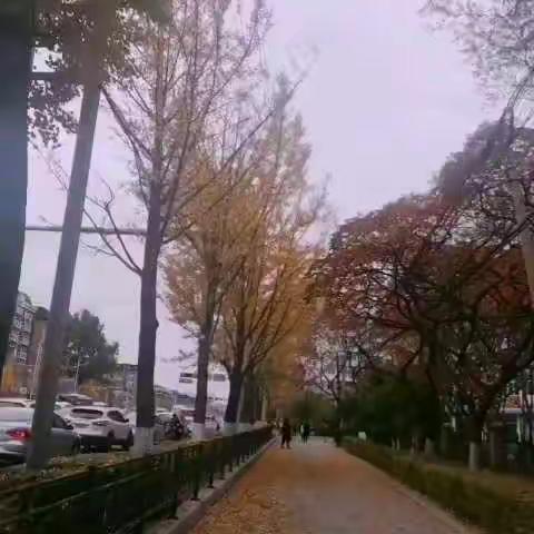 清晨起来，外面的路上到处是落叶🍂把地面盖的严严实实的，仿佛是下了一夜的树叶雨☔️喜欢这样唯美的季节🍂