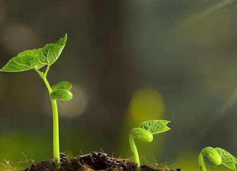 幼儿园里的一抹“绿意”，你还记得吗？