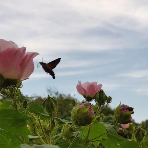 一生开落任东风 ——芙蓉花小赞