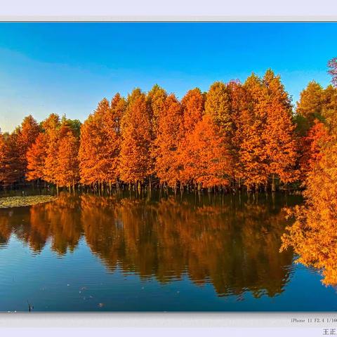 充满秋韵的六朝古都--南京（2021.11.25-26日）