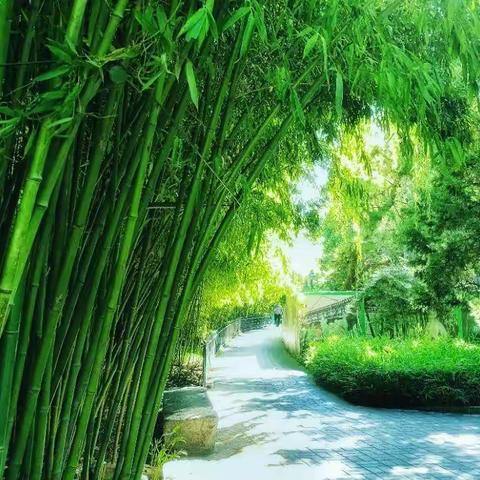 春游紫竹院 （七律三首）