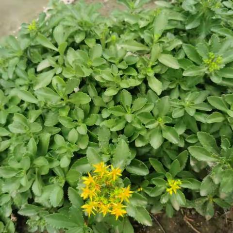 做一棵倔强的小草