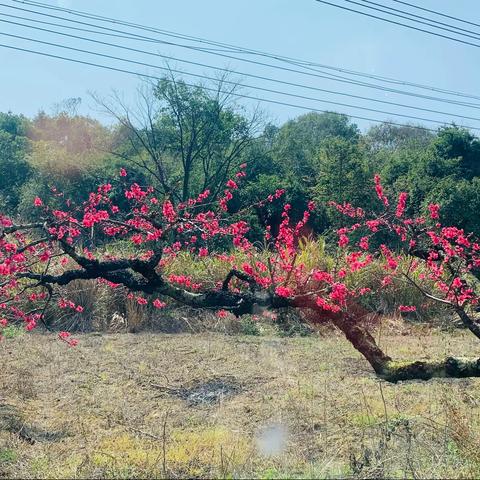 年年桃花开 幸福自然来