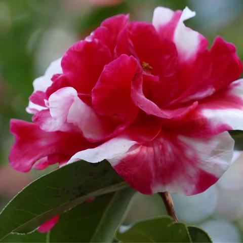 那些花儿：早春二月昆明植物园茶花展