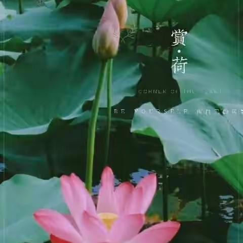 心似莲花 清风自来