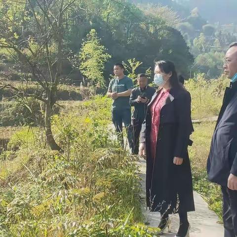 县医保局宋代芬局长到鞍山村指导粮食安全工作