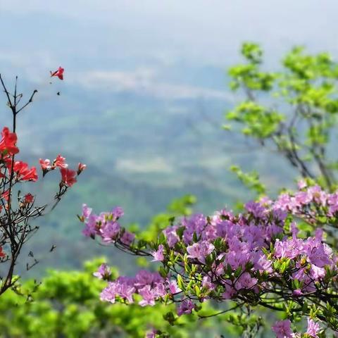 山花正烂漫