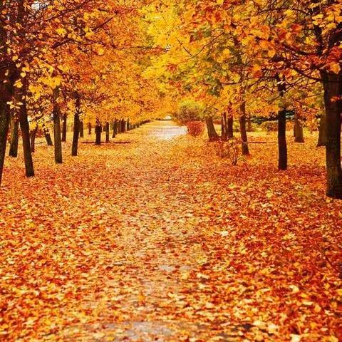 探路者漫山俱乐部11-8日《奥林匹克公园》一日游