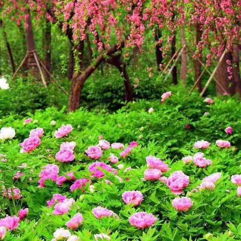 探路者漫山俱乐部5-4《牡丹花海+雁西湖栈道》一日休闲游