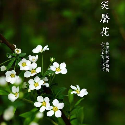 笑靥花——李叶绣线菊