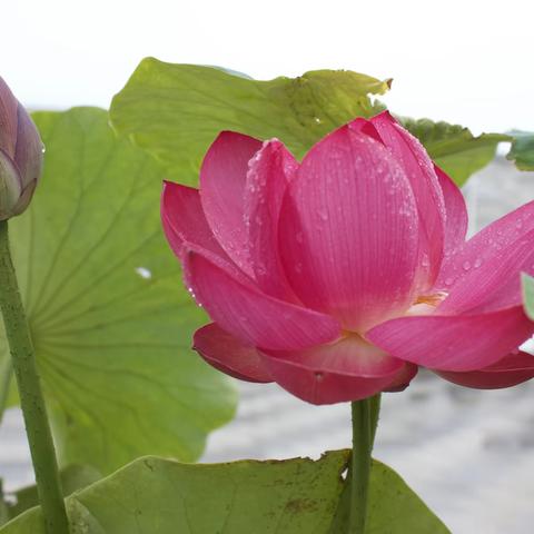 雨后的胭脂湖，有亿点美