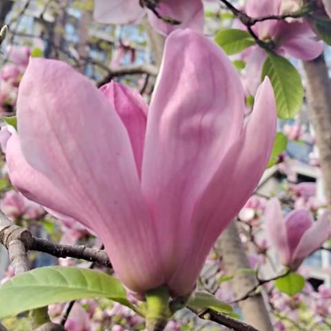 花儿为谁开?