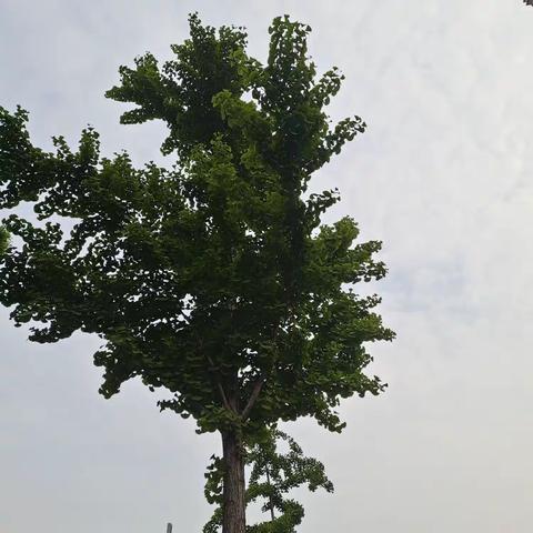 越蹾越瓷实