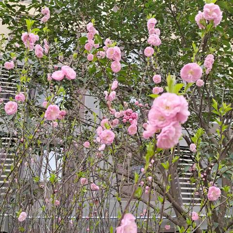 春寒淬炼花更美