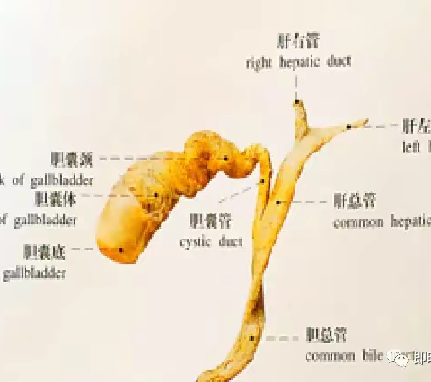 胆囊疾病的超声诊断