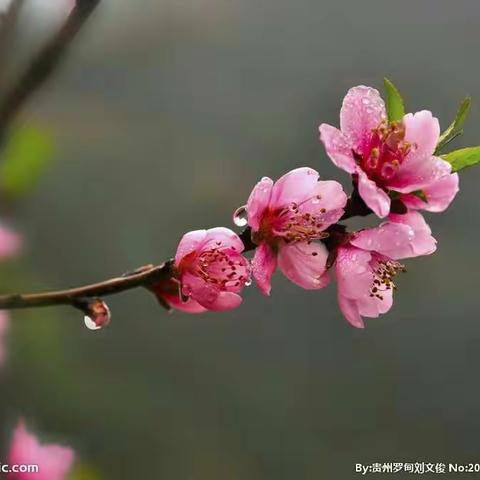清明随想