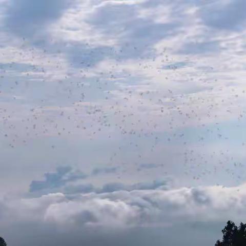 大山深处护林人——门德沟林场场长陈福林专访