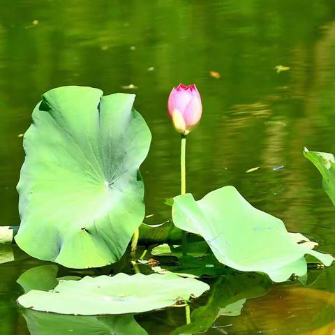 出淤泥而不染，濯清涟而不妖。