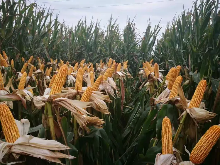 河南鹤壁禾博士晟农科技有限公司玉米新品种