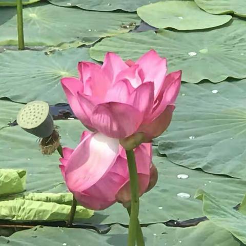 2018年8月19日抚远黑瞎子岛一日游