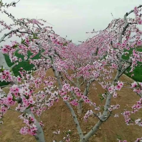 三生三世十里桃花