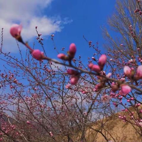 正阳幼儿园 大二班   《不一样的清明节》