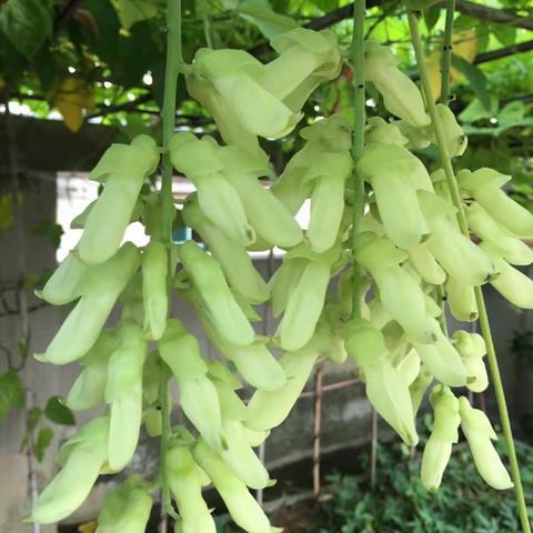 小小的花花草草