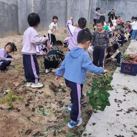 开心挖红薯，亲近大自然—北沟镇中心幼儿园大二班挖红薯活动