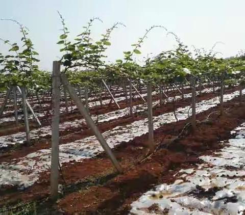 劳动启迪智慧  科普引领成长       —县三小劳动节种植实践活动